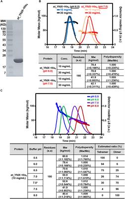 Structural and Physiological Exploration of Salmonella Typhi YfdX Uncovers Its Dual Function in Bacterial Antibiotic Stress and Virulence